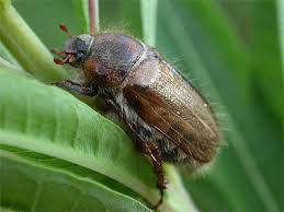 Attēlu rezultāti vaicājumam “Amphimallon solstitiale”