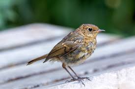 Attēlu rezultāti vaicājumam “Erithacus rubecula juvenile”