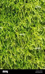 Attēlu rezultāti vaicājumam “Eurhynchium striatum”