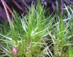 Attēlu rezultāti vaicājumam “Dicranum polysetum sporophyte”