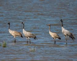 Attēlu rezultāti vaicājumam “Grus grus adult”