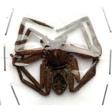 Attēlu rezultāti vaicājumam “Sparassidae”