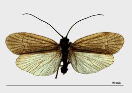 Attēlu rezultāti vaicājumam “Chaetopteryx villosa”