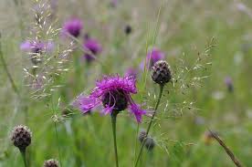 Attēlu rezultāti vaicājumam “Centaurea scabiosa”