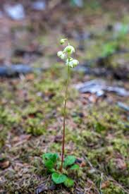 Attēlu rezultāti vaicājumam “Pyrola chlorantha”