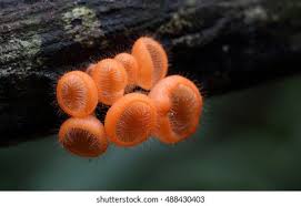 Attēlu rezultāti vaicājumam “Ascomycota”