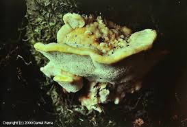 Attēlu rezultāti vaicājumam “Antrodiella serpula”