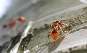 Attēlu rezultāti vaicājumam “Myrmica rubra”