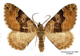 Attēlu rezultāti vaicājumam “Xanthorhoe quadrifasiata”