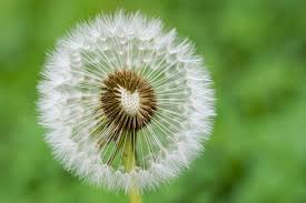 Attēlu rezultāti vaicājumam “Taraxacum officinale aggr.”