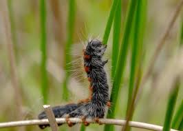 Attēlu rezultāti vaicājumam “Acronicta auricoma larva”