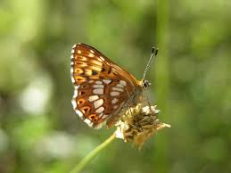 Attēlu rezultāti vaicājumam “Hamearis lucina upperside”