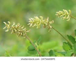 Attēlu rezultāti vaicājumam “Astragalus glycyphyllos flower”
