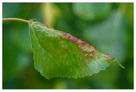 Attēlu rezultāti vaicājumam “Thecabius affinis”