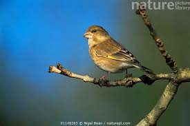 Attēlu rezultāti vaicājumam “Chloris chloris female”