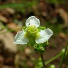 Attēlu rezultāti vaicājumam “Alisma plantago-aquatica flower”