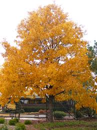 Attēlu rezultāti vaicājumam “Carya ovata”