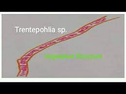 Attēlu rezultāti vaicājumam “Trentepohlia sp.”