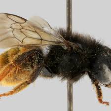 Attēlu rezultāti vaicājumam “Osmia bicolor”