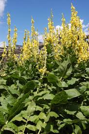 Image result for Verbascum phlomoides