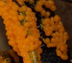 Attēlu rezultāti vaicājumam “Lignydium muscorum”