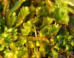 Attēlu rezultāti vaicājumam “Mylia anomala”