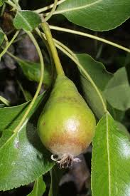 Attēlu rezultāti vaicājumam “Pyrus”