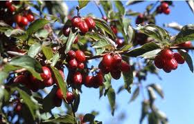 Attēlu rezultāti vaicājumam “Cornus mas fruit”
