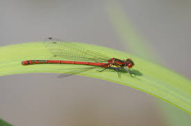 Attēlu rezultāti vaicājumam “Pyrrhosoma nymphula”