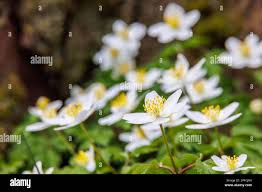 Attēlu rezultāti vaicājumam “Anemone nemorosa bud”