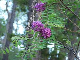 Attēlu rezultāti vaicājumam “Robinia neomexicana flower”
