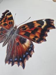 Attēlu rezultāti vaicājumam “Nymphalis polychloros”