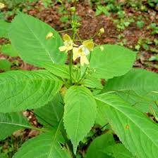 Attēlu rezultāti vaicājumam “Impatiens parviflora flower”