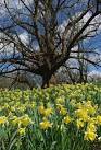 Tea-Party Tree - via Daymix