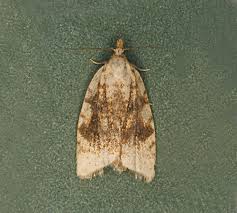 Attēlu rezultāti vaicājumam “Acleris bergmanniana”