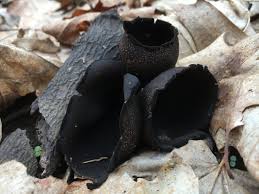 Attēlu rezultāti vaicājumam “Craterium aureum stalked”