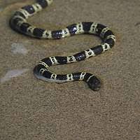 Attēlu rezultāti vaicājumam “Comatricha elegans”