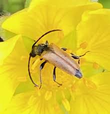 Attēlu rezultāti vaicājumam “Pseudovadonia livida”