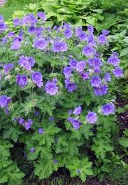Attēlu rezultāti vaicājumam “Geranium bohemicum”