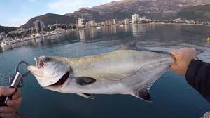 Image result for Lichia amia