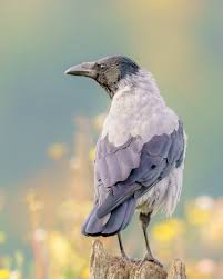 Attēlu rezultāti vaicājumam “Corvus cornix adult”