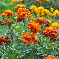 Image result for Tagetes patula