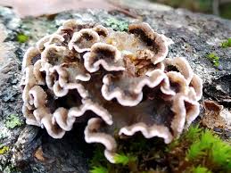 Attēlu rezultāti vaicājumam “Auricularia mesenterica”