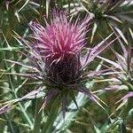 Image result for Ptilostemon afer