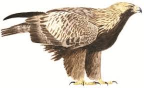 Attēlu rezultāti vaicājumam “Aquila chrysaetos”