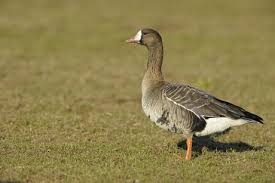 Attēlu rezultāti vaicājumam “Anser albifrons”