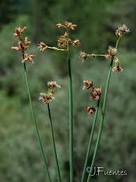 Attēlu rezultāti vaicājumam “Schoenoplectus lacustris subsp. glaucus flower”