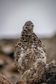 Attēlu rezultāti vaicājumam “Lagopus lagopus”