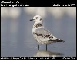 Image result for Rissa tridactyla