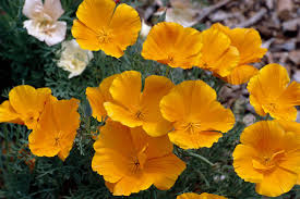 Attēlu rezultāti vaicājumam “Eschscholzia californica flower”